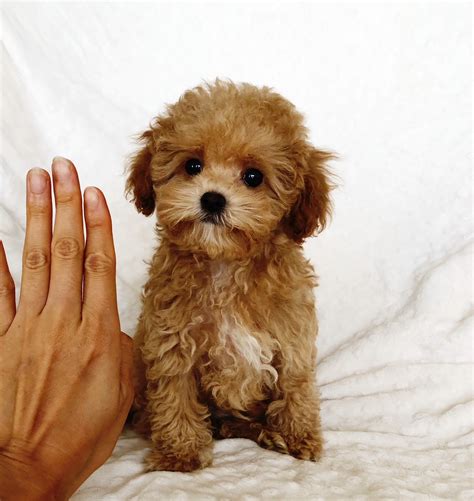 Message Breeder. . Dogs for sale in los angeles